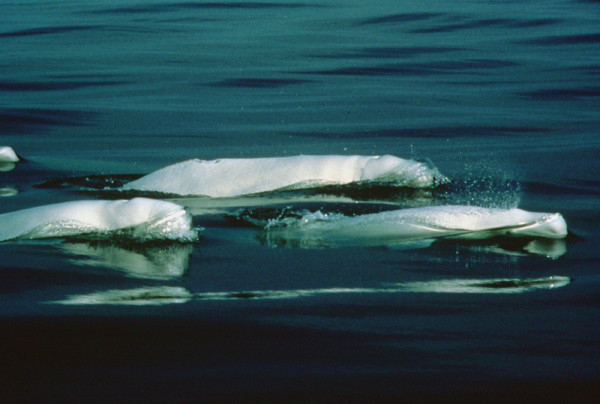 Beluga (Delphinapterus leucas); Quebéc, Canada