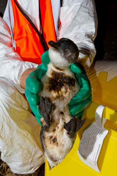 Rescued Blue penguin, Rena Oil Spill, New Zealand, 2011
