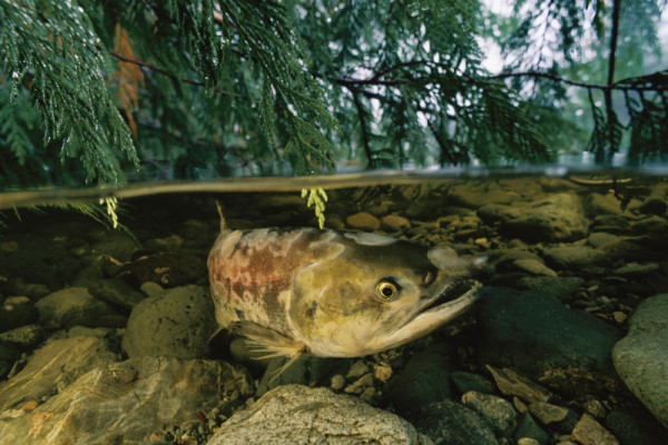 Sockeye salmon depend on seasonal river flow to travel upriver to spawn. Clayoquot Sound, British Columbia, Canada Photo Credit:               © © Joel Sartore/National Geographic Stock / WWF-Canada 