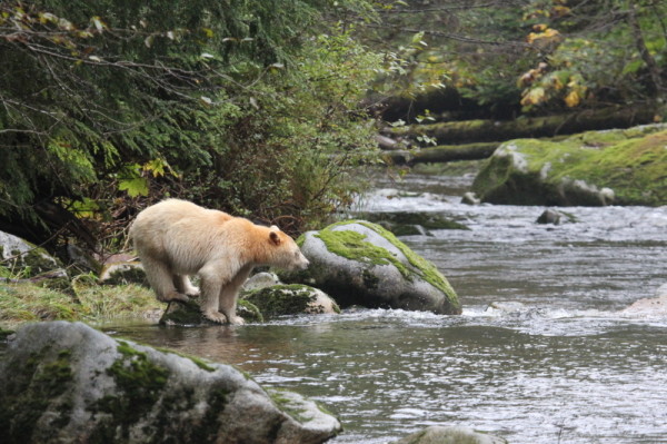 A Kermode bear (Ursus americanus kermodei) preparing to enter the water of a river in the Great Bear Rainforest, British Columbia, Canada. © Natalie Bowes / WWF-Canada