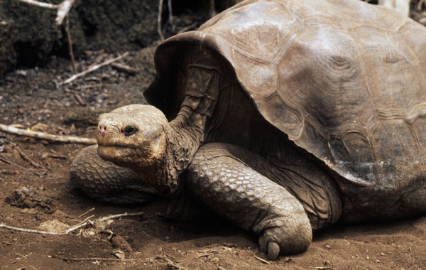Abingdon saddleback tortoise (Geochelone nigra abingdonii); Pinta Island, Galapagos Islands, Ecuador