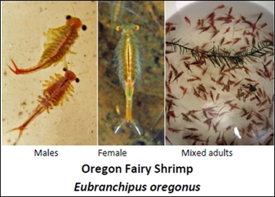 Oregon fairy shrimp