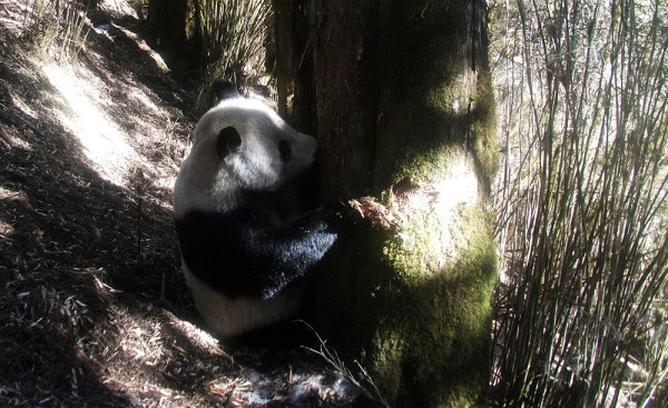 Giant Panda captured in Wang Lang NR, Sichuan, China