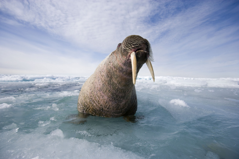 Atlantic walrus, Nunavut, Canada