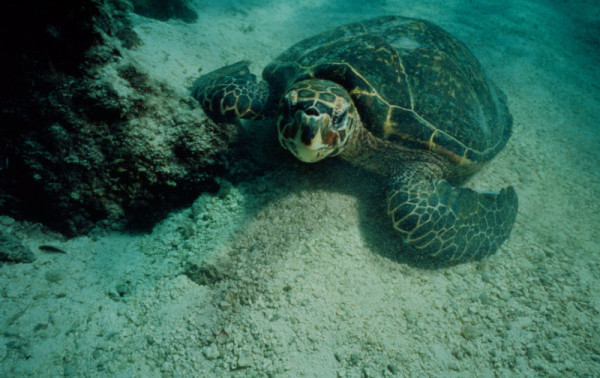 Eretmochelys imbricata Hawksbill turtle in coral reef. Brazil Project . © Guy Marcovaldi / WWF-Canon