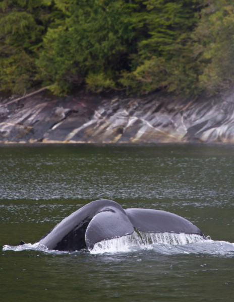 Humpback whale, Great Bear Rainforest, British Columbia, Canada © Tim Irvin / WWF Canada 