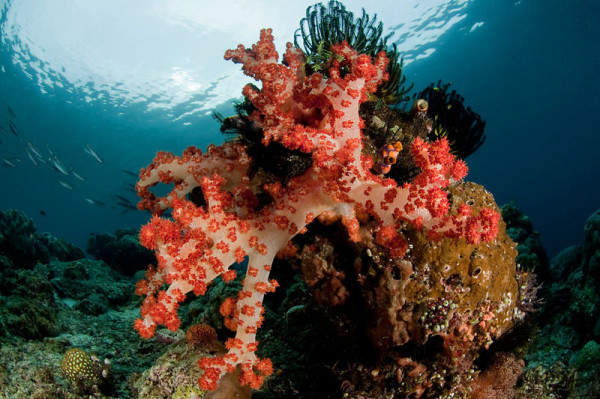 Red softcoral (Dendronephthya sp.).