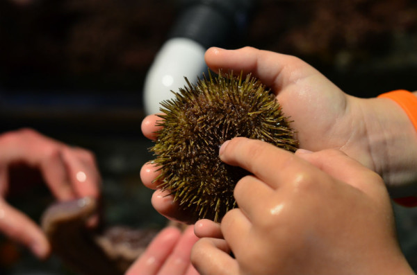 Sea Urchin. Photo credit: Petty Harbour Mini Aquarium