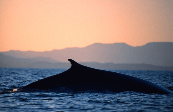 Fin whale surfacing, Sea of Cortez, Mexico {Balaenoptera physalus} © naturepl.com / Mark Carwardine / WWF-Canon