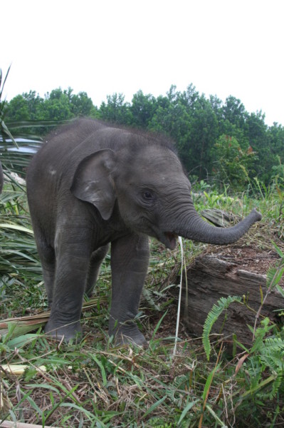 Elephant calf, Riau, Indonesia