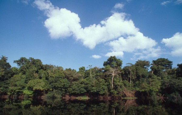 Amazon River, Brasil © Roger Leguen/WWF-Canon