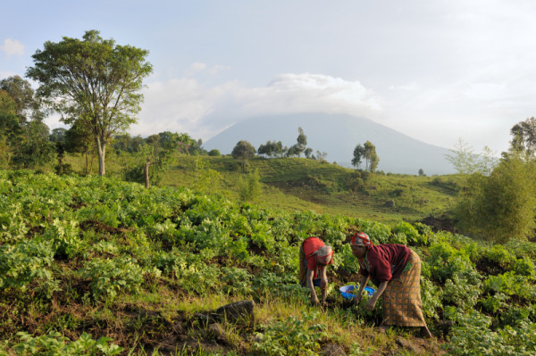 Women harvesting potatoes near Boukima village, Virunga National park, Democratic Republic of Congo, Africa