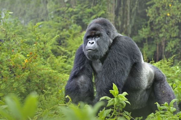 Gorille de montagne, le parc national des Volcans, Rwanda