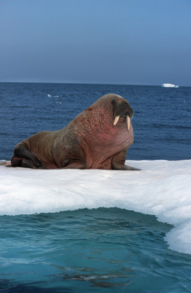 Walrus resting on sea ice in Arctic waters