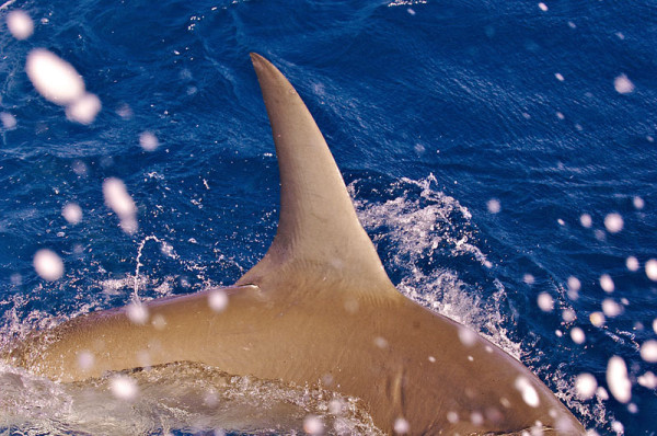 Great hammerhead shark fin, Nothern Bahamas