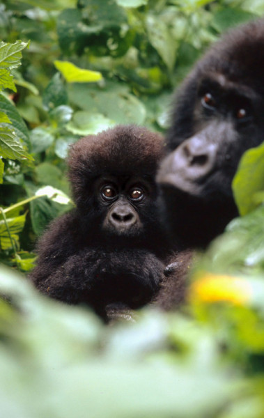 Mountain gorillas, Virunga National Park, Democratic Republic of Congo