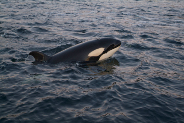 Orque (Orcinus orca); Nordland, Norvège