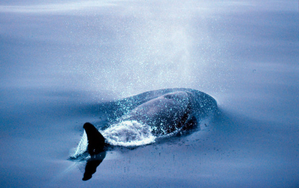 Killer whale (Orcinus orca); Kamchatka, Siberia, Russian Federation  (C) Kevin Schafer/ WWF-Canon