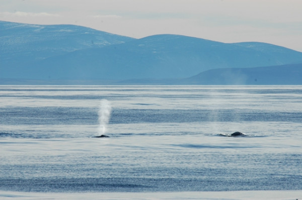 Bowhead whales at Ninginganiq (C) Tim Stewart)