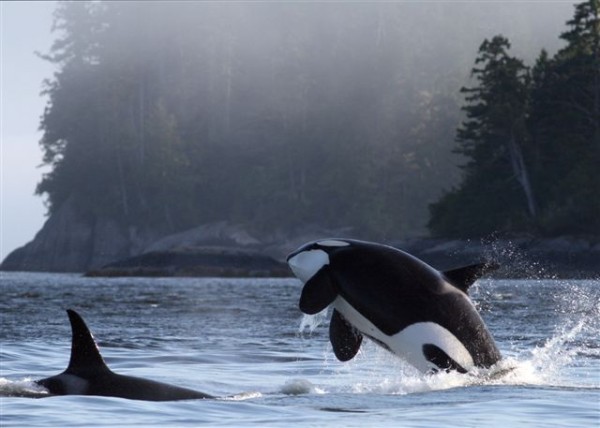 At risk orcas in the inlets of Douglas Channel, proposed route for Northern Gateway super tankers. (c) Forwhales.org