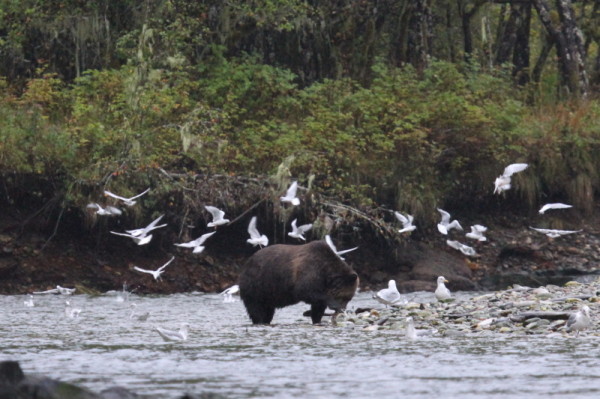 A Grizzly bear (Ursus arctos horribilis) fishing for salmon surrounded by flying gulls, in the Great Bear Rainforest, British Columbia, Canada  © Natalie Bowes / WWF-Canada