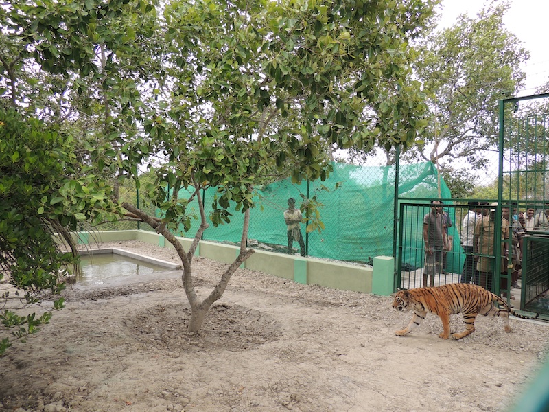 The tigress in its special enclosure at the Sajnekhali Widlife Sanctuary  © Pankaj Kumar Sarkar/WWF-India