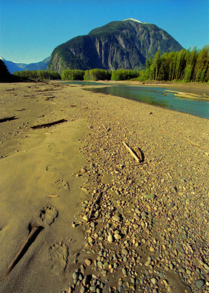 A bear's footprints lead into the distance along the shore of a secondary channel of the Skeena River.  © Mike Ambach 