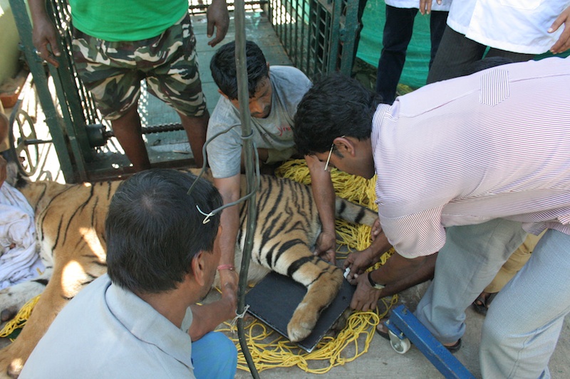 The tigress undergoing X-ray  © Ratul Saha/WWF-India