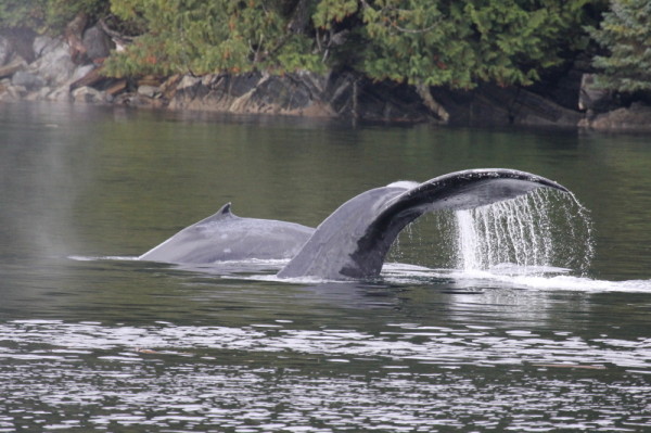 Flukes of a Humpback whale (Megaptera novaeangliae) breaching in the waters of the Great Bear Rainforest, British Columbia, Canada © Natalie Bowes / WWF-Canada