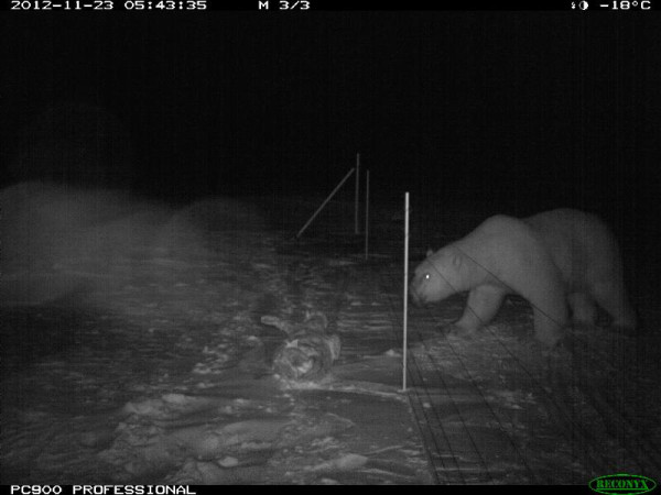 Polar bear repelled by electric fence in Arviat (C)Hamlet of Arviat