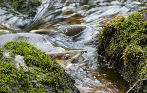 A pink salmon struggles to get upstream on its valiant journey back to where it was born. ©Steph Morgan