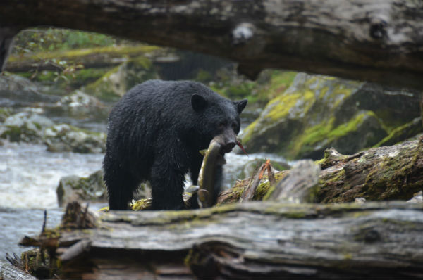 A black bear carries lunch from the river into the rainforest. © Steph Morgan