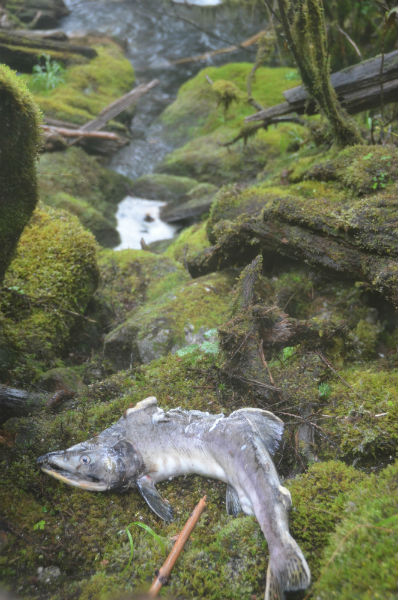 A salmon decomposes on the rainforest floor, returning vital nutrients to the vegetation. ©Steph Morgan
