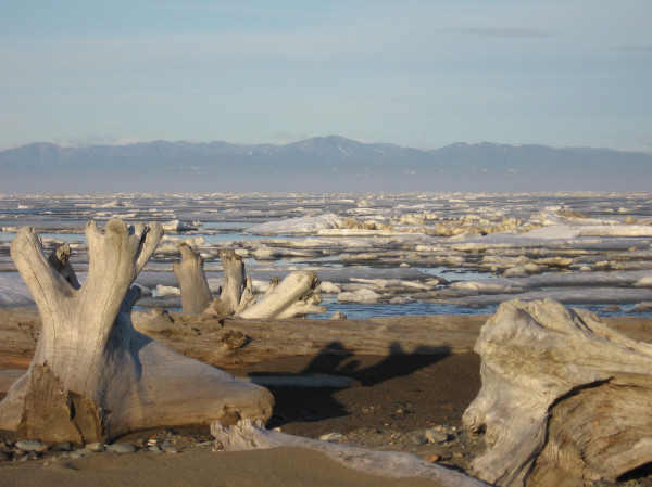 Sea ice and driftwood, Beaufort Sea,  near Herschel Island, Yukon, Canada. ©Monte Hummel/WWF-Canada