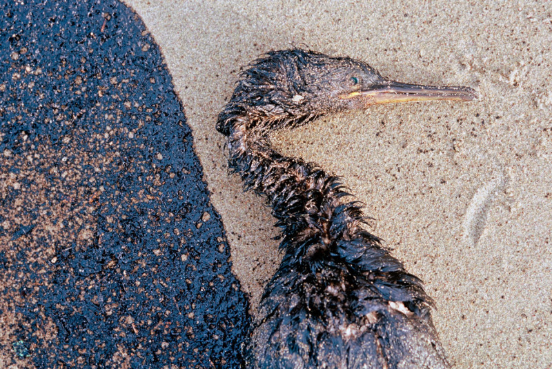 Dead Cormorant on the beach near La Coruña.  'Prestige' oil spill, Galicia, Spain. © Jorge SIERRA / WWF-Canon