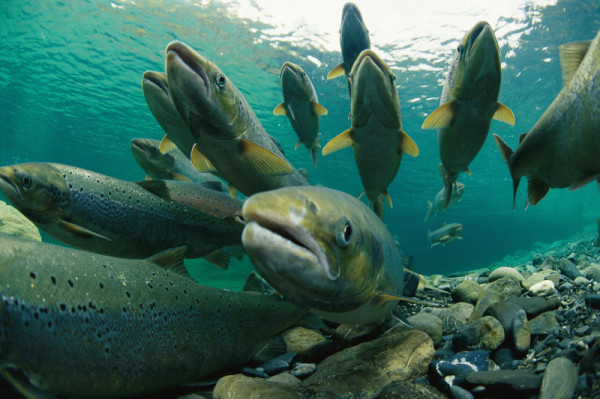  A group of Atlantic salmon (Salmo salar) swimming upriver to spawn, Canada. © Paul Nicklen/National Geographic Stock / WWF-Canada