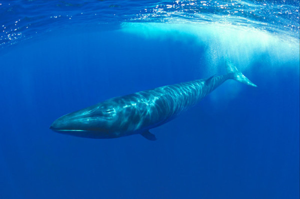 Sei whale calf diving underwater (Balaenoptera borealis) Azores, North Atlantic © naturepl.com / Doug Perrine / WWF-Canon