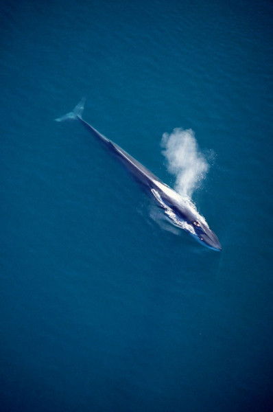 Aerial view of fin whale spouting, Sea of Cortez, Mexico (Balaenoptera physalus) © naturepl.com / Mark Carwardine / WWF-Canon