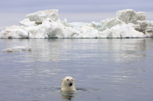Polar bear (Ursus maritimus) swimming in the water in front of an iceberg, Beaufort Sea, Arctic Ocean, Alaska © naturepl.com / Steven Kazlowski / WWF-Canon