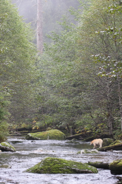 A Kermode bear (Ursus americanus kermodei) watching the waters for fish in the Great Bear Rainforest, British Columbia, Canada © Natalie Bowes / WWF-Canada