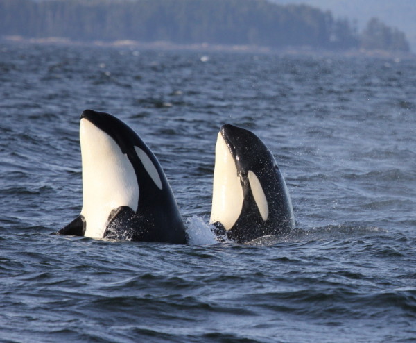 Close up of two northern resident Killer whales (Orcinus orca) surfacing in the waters off the central coast of British Columbia, Canada © Natalie Bowes / WWF-Canada