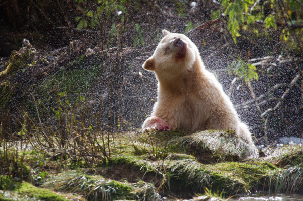 A Kermode or Spirit bear (Ursus americanus kermodei) shaking water from its fur in the Great Bear Rainforest, British Columbia, Canada © Tim Irvin / WWF-Canada