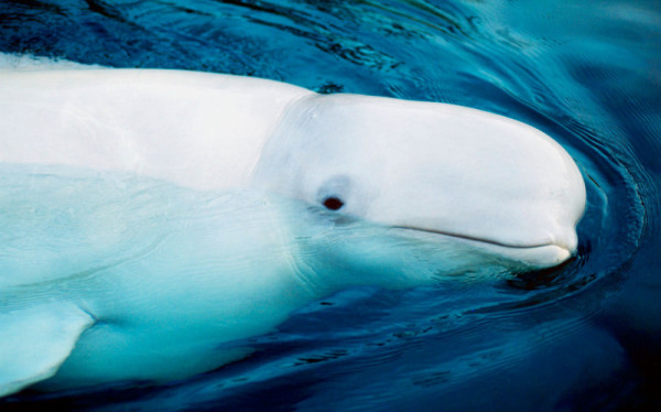 Beluga (Delphinapterus leucas); Arctic Ocean © Kevin Schafer / WWF-Canon