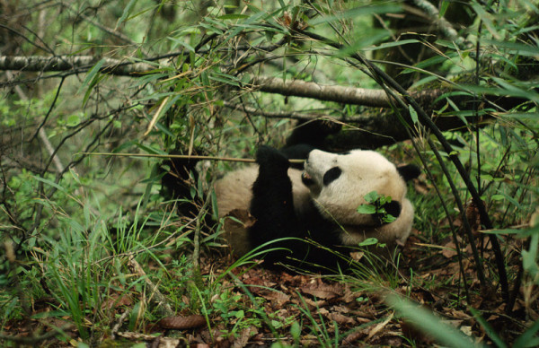 An 18 month-old Giant Panda, lazily eating bamboo on her back in the Qin Ling Mountains. Shaanxi Province, China © Chris Hails / WWF-Canon