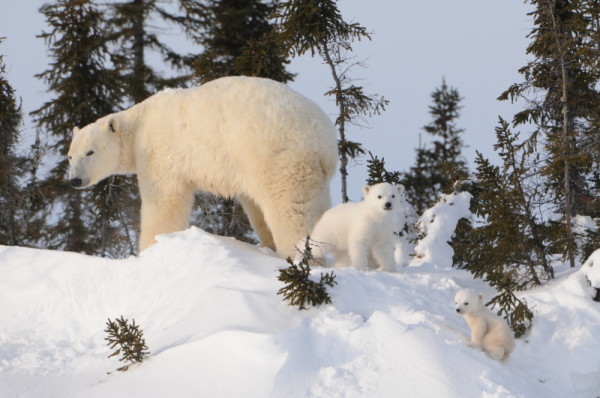 A mother polar bear and two cubs (one cub standing behind the other on top of the snowbank) wait for the third cub who is smaller and weaker, Wapusk National Park, Manitoba, Canada.  © Peter Ewins / WWF-Canada