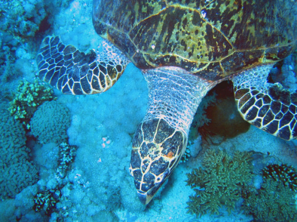 Hawksbill turtle (Eretmochelys imbricata), close-up. Coral reef, Red Sea. </br> © Frédéric Monnot / WWF-Canon