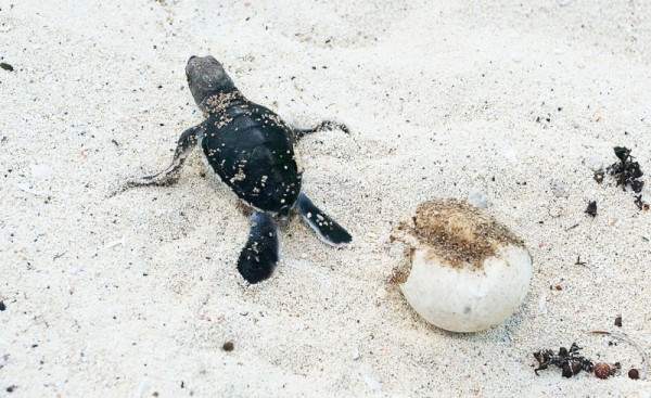 Green turtle (Chelonia mydas), hatchling coming out of egg,  Juani Island,  part of the Mafia Marine Park which was created with the support of  WWF. Tanzania © Roger Hooper / WWF-Canon