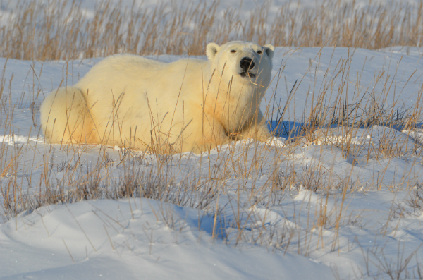Churchill, Manitoba © Peter Ewins / WWF-Canada 