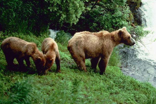 Female Grizzly bear (Ursus arctos horribilis) with her two cubs, North America. © J. D. Taylor / WWF-Canada