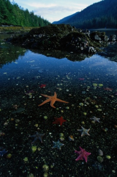 Low tide reveals sea stars (Asteroidea sp) in a marine landscape in  Burnaby Narrows, Gwaii Haanas National Park Reserve, Haida Gwaii (Queen Charlotte Islands), British Columbia, Canada. © National Geographic Stock /Raymond Gehman / WWF-Canada